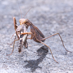Mantis eating