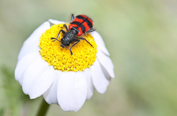 Beetle in daysie