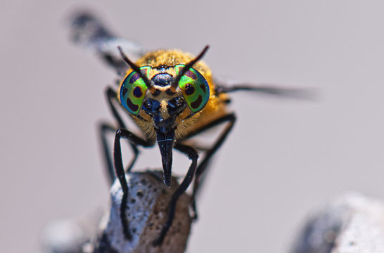 Gadfly