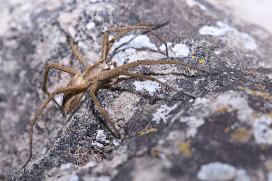 Spider on the rock