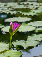 purple lotus on nature background