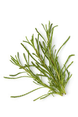 Fototapeta premium Fresh twigs of Green Santolina viridens