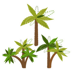 Palm trees isolated on white background. Vector illustration
