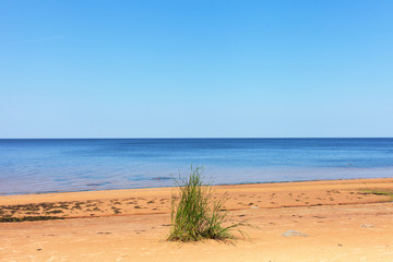 Grass on the beach.