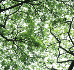 background of green big tree
