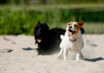 Scottish Terrier and Jack Russell Terrier playing