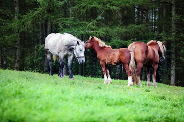 Fototapeta na wymiar Szczęśliwa rodzina konie na zielonej murawie