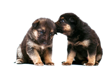 Fototapeta na wymiar Shepherd puppy whispering to another puppy