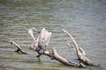 spot billed pelican