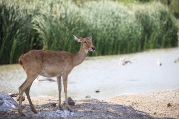 deer in field