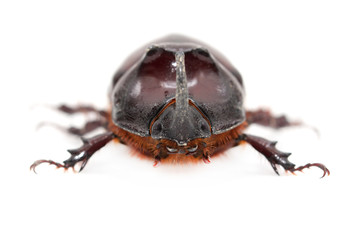 Rhinoceros beetle on a white background. macro