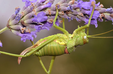 Grasshopper on lavender flower