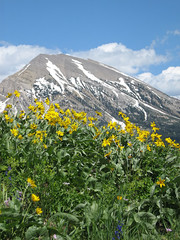 Mountain Flowers