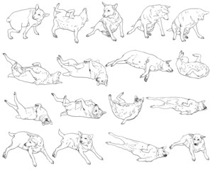 Many pose of dog