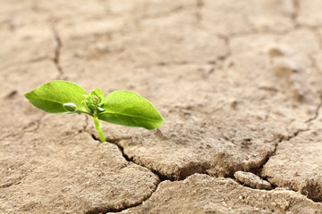 background of leaves