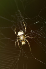 spider on the nature