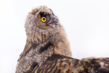 bird owl isolated