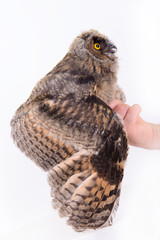 bird owl sitting