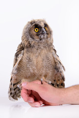 bird owl sitting