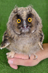 young bird owl