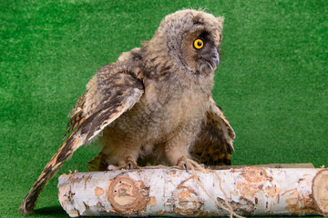 young bird owl