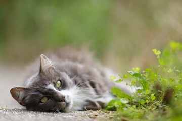 Sleepy grey cat enjoying the sunshine