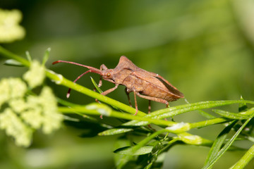 Stink bug on nature