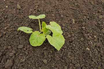 Closeup of a young Cucumber plant in soil