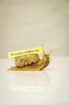 Weinbergschnecke, Rentenreform