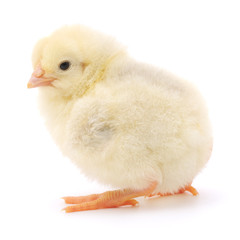 Small chicken