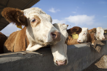 Calves in the farm