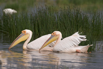 pelicans on lake Nakuru