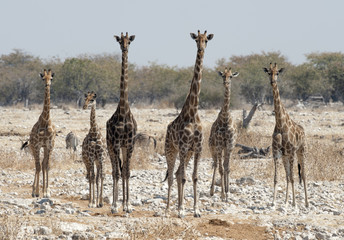 herd of giraffe.
