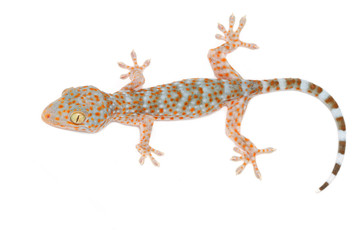 Gecko on the wall