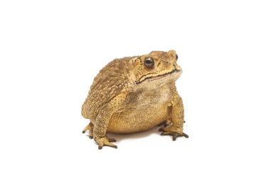 toad isolate