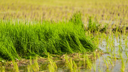 Obraz premium Rice field in early stage