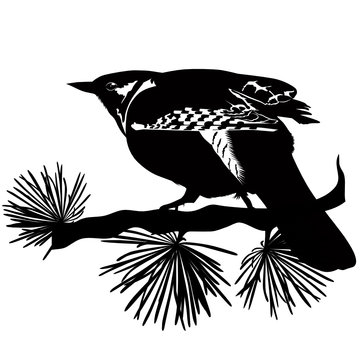 recommend clip art: cuckoo bird sits on a tree branch