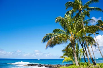 Papier peint photo  Palm trees by the ocean  © ellensmile