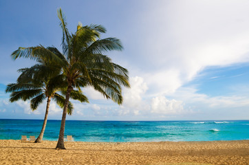 Palm trees on the sandy beach in Hawaii
