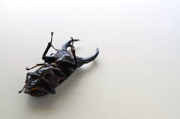 オオクワガタのお腹