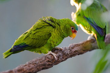 Green Parrot