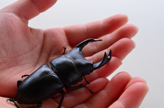 掌の昆虫