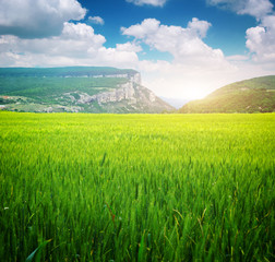 Green meadow in mountain