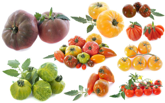 variétés anciennes de tomates