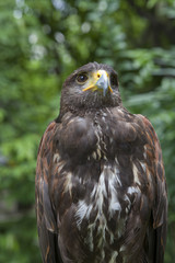 close up face of hawk bird