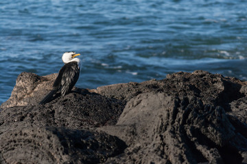 cormorant resting on volcanic rocks
