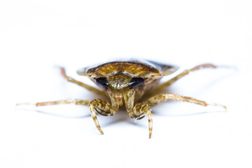 Giant Water Bug isolated