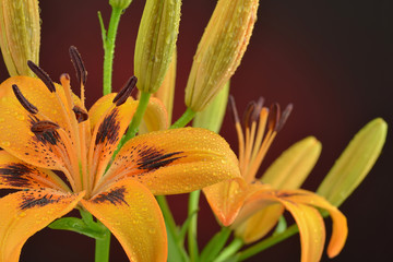 Mokre lilie © CUKMEN