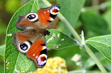 Peacock Butterfly