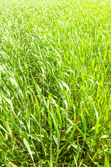 corn growing in a field in spring